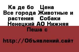 Ка де бо › Цена ­ 25 - Все города Животные и растения » Собаки   . Ненецкий АО,Нижняя Пеша с.